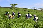 Dalat, Vietnam, July 30, 2016: A Group Of Farmers Picking Tea On A Summer Afternoon In Cau Dat Tea Plantation, Da Lat, Vietnam Stock Photo