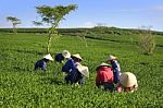 Dalat, Vietnam, July 30, 2016: A Group Of Farmers Picking Tea On A Summer Afternoon In Cau Dat Tea Plantation, Da Lat, Vietnam Stock Photo