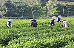Dalat, Vietnam, June 30, 2016: A Group Of Farmers Picking Tea On A Summer Afternoon In Cau Dat Tea Plantation, Da Lat, Vietnam Stock Photo