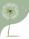 Dandelion Flower Greeting Card Stock Photo