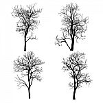 Dead Tree Without Leaves Isolated Stock Photo