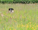 Dog In The Long Grass Stock Photo