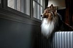 Dog Looking Through Window Stock Photo