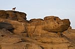 Dog On Rocks