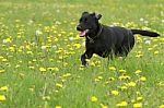 Dog Running Through A Field Stock Photo