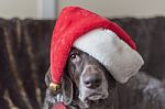 Dog Wearing Santa Hat Holiday Hangover Stock Photo