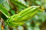 Dragon Fruit Stock Photo