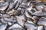 Dried Salted Fish, Nile Tilapia Stock Photo