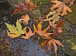 Dry Leaves On Water Stock Photo