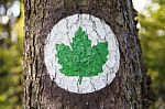 Ecology Symbol - Green Maple Leaf Painted On A Tree Stock Photo