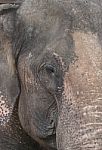 Elephant Close Up Stock Photo
