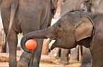 Elephant Playing Ball Stock Photo