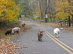 Farm Animals On Road Stock Photo