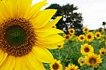 Field Of Sunflowers Stock Photo