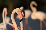 Flamingos Family Stock Photo
