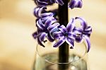 Flower In Glass Vase Stock Photo