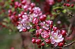 Flower  White  Pink Blossom Spring Autumn Stock Photo