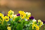 Flowers In The Small Garden, Blur Background Stock Photo