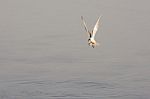 Flying Seagulls Stock Photo