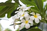 Frangipani Flowers White And Yellow. Plumeria The Bloom On The Tree Stock Photo