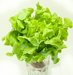 Fresh Green Lettuce On White  Background Stock Photo
