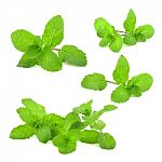 Fresh Mint Leaf Stock Photo