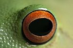 Frog Eye Stock Photo