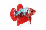 Front Betta Fighting Fancy Fish On White Background Stock Photo