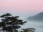 Front Tree, Back Is Sea Of Mist No Forest And Mountain Red Sky Stock Photo