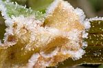 Frost On Leaves,close Up Stock Photo