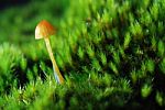 Fungi In Moss Stock Photo