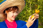 Gardener Girl In Orange Garden, North Of  Thailand Stock Photo