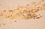 Ghost Crab Go Up From Hole At The Beach On Sand Background Stock Photo