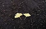 Ginkgo Leaf On The Ground Of Black Soil Stock Photo