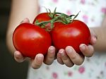 Girl Holding Tomatoes Stock Photo