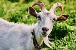 Goat Grazing Stock Photo