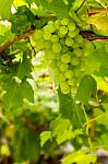 Grapes With Green Leaves Stock Photo