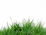 Grass Background Stock Photo