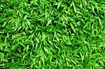 Grass Background  Stock Photo