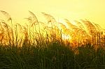 Grass Fields At Sunset Stock Photo