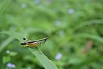 Grasshopper In Green Meadow Stock Photo
