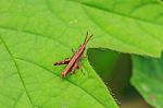 Grasshopper Perching On A Leaf Stock Photo