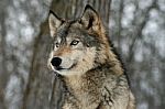 Gray Wolf Stock Photo
