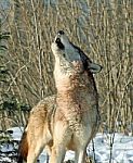 Gray Wolf Howling Stock Photo