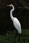 Great Heron In Shore Plants Stock Photo