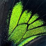 Green And Black Butterfly Wing Stock Photo