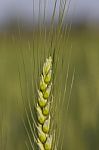 Green Barley Growing In A Field Stock Photo