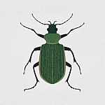 Green Beetle Stock Photo
