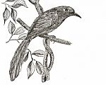 Green-billed Malkoha Bird Drawing Stock Photo