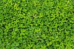 Green Cover Crop Stock Photo
